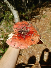 Russula californiensis