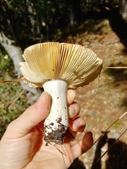 Russula californiensis
