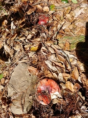 Russula californiensis