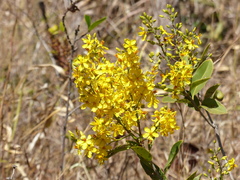 Ouratea floribunda