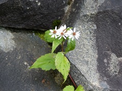 Eurybia chlorolepis