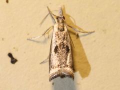 Microcrambus croesus