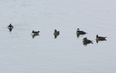 Lophodytes cucullatus