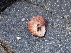 Eurytrochus strangei