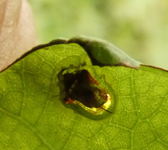 Charidotella zona