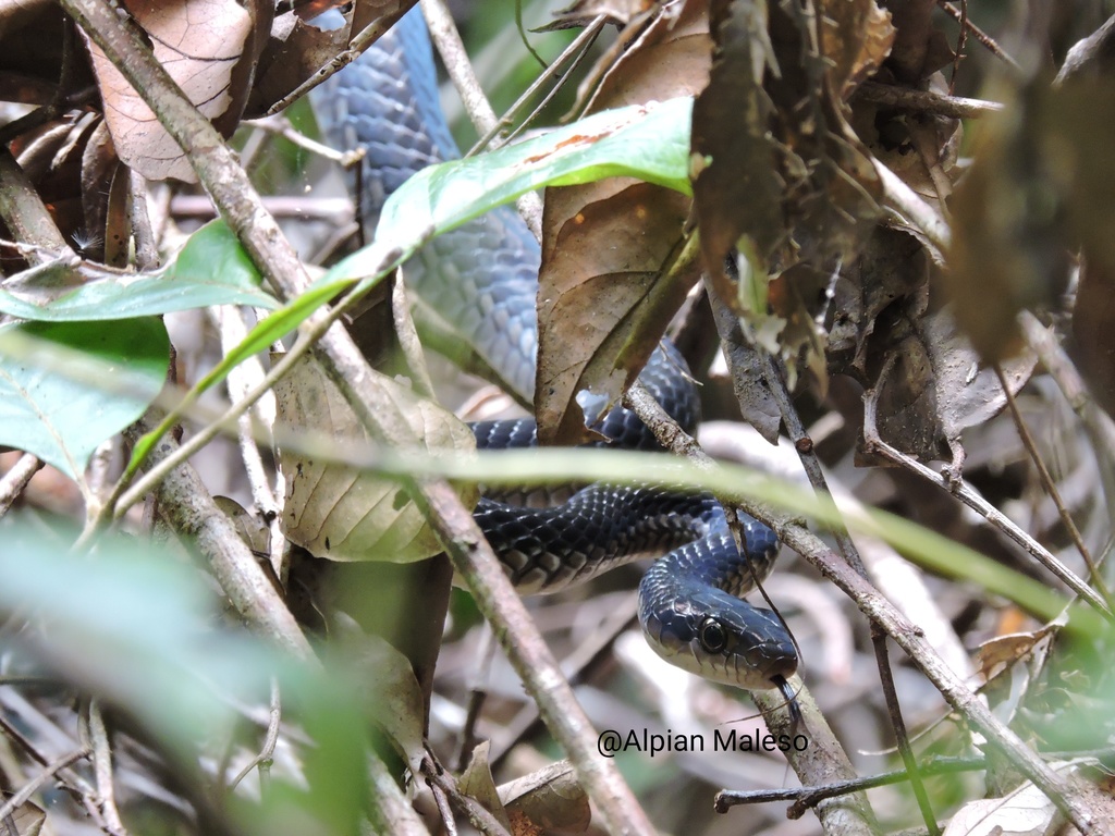 Sulawesi Black Racer