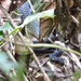 Sulawesi Black Racer - Photo (c) Alpian Maleso, some rights reserved (CC BY-NC), uploaded by Alpian Maleso