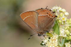 Callophrys johnsoni