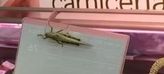 Anacridium aegyptium
