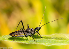 Rhynocoris marginellus