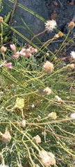 Heterolepis peduncularis