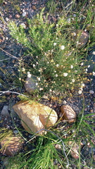 Heterolepis peduncularis