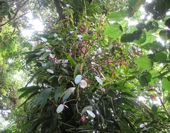 Drymonia conchocalyx