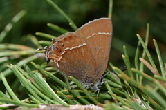 Callophrys johnsoni
