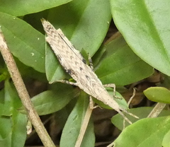 Algete brunneri