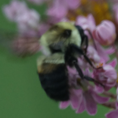 Bombus griseocollis