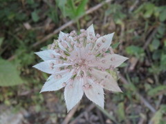 Astrantia maxima
