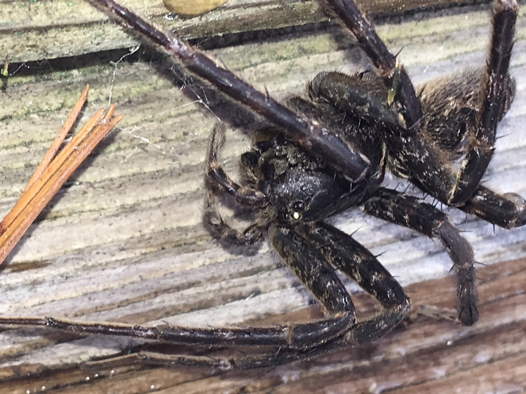 Striped Fishing Spider