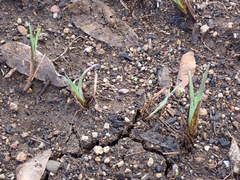Sisyrinchium hitchcockii