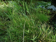 Isolepis reticularis