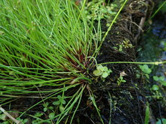 Isolepis reticularis