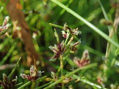 Isolepis reticularis