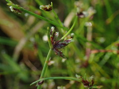 Isolepis reticularis