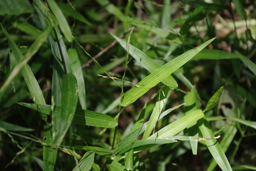 Image of Slender-Panic Grass (Ottochloa nodosa) by (c) coenobita, some rights reserved (CC BY)