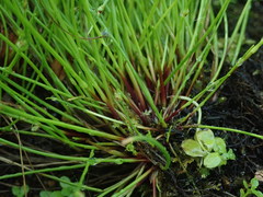 Isolepis reticularis