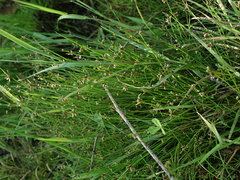 Isolepis reticularis