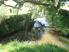 Isolepis reticularis