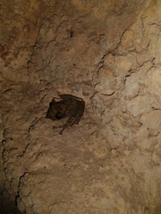 Craugastor yucatanensis