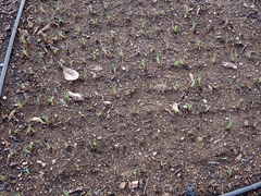 Sisyrinchium hitchcockii