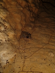 Craugastor yucatanensis