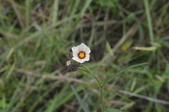 Sida linifolia