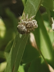 Maratus nigromaculatus