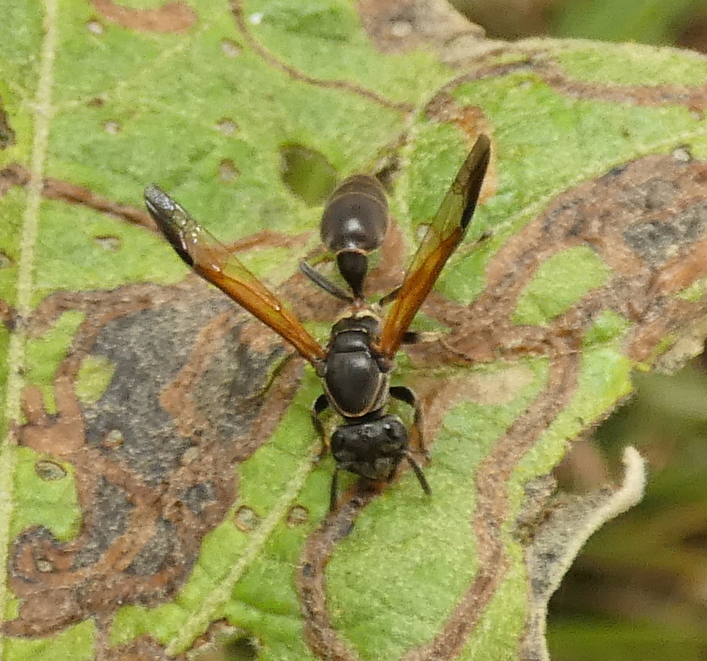 Ferocious polybia wasp
