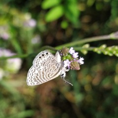 Leptotes trigemmatus