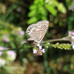 Leptotes trigemmatus