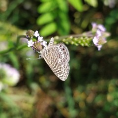 Leptotes trigemmatus