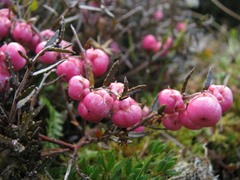 Gaultheria macrostigma