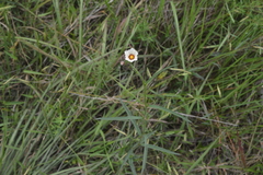 Sida linifolia