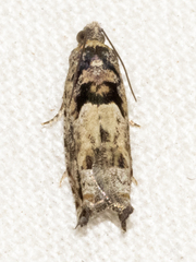 Pseudexentera hodsoni