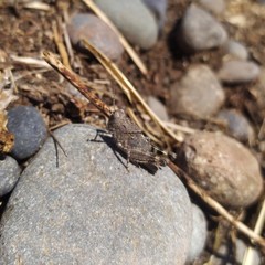 Trimerotropis ochraceipennis