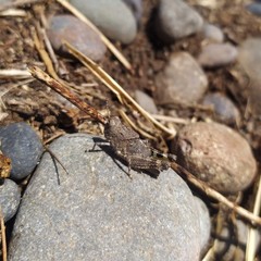 Trimerotropis ochraceipennis