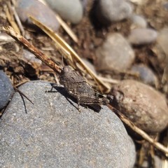 Trimerotropis ochraceipennis