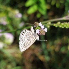 Leptotes trigemmatus