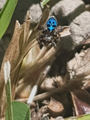 Maratus nigromaculatus