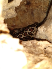 Pseudelaphe phaescens