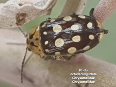 Phola octodecimguttata